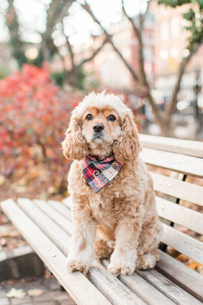 Cavapoo wearing a scarf sitting on a bench