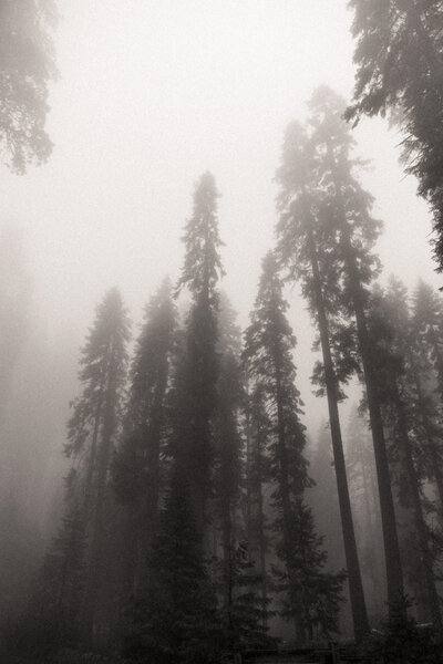 Foggy trees in Sequoia National Park
