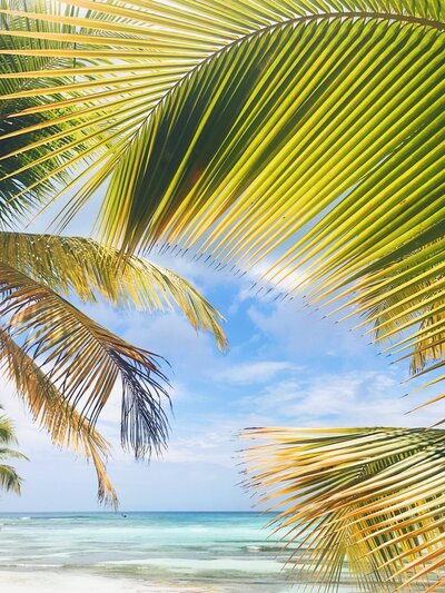 Palms and ocean background.