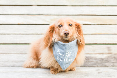 mini long-haired dachshund sitting on a bench