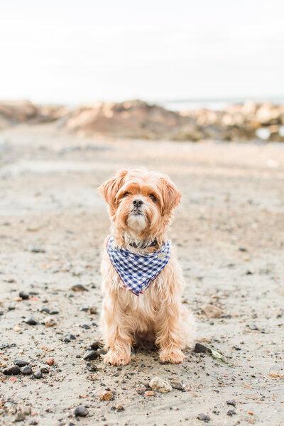 yorkipoo wearing a scarf on a beach in Boston