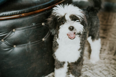 Once Upon A Doodle Micro Sheepadoodle