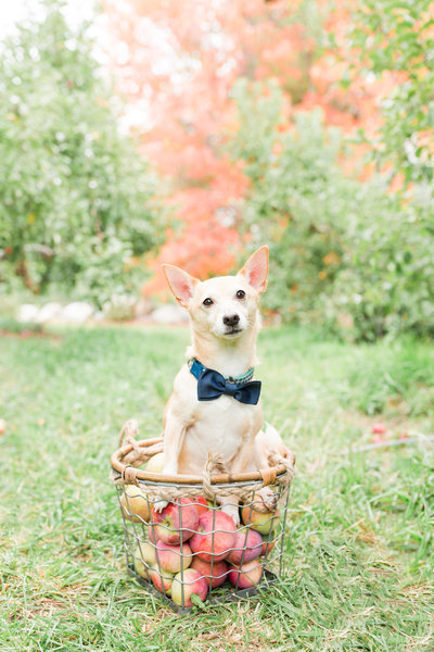 Jack-Chi sitting in basket of apples