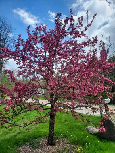 Pink tree in bloom at farm