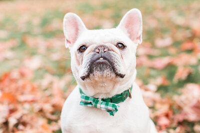 Frenchie wearing a bow tie