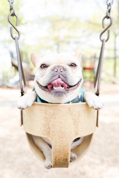 French Bulldog sitting in a swing
