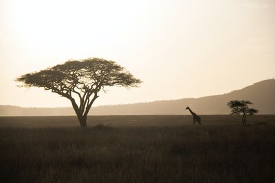 african safari travel agent shares contract information and top travel itineraries