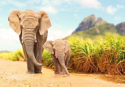 elephants on safari in Africa