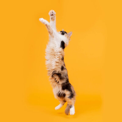 studio photo of calico cat jumping yellow backdrop