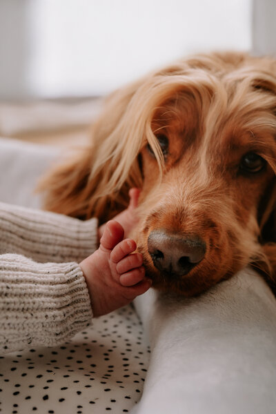 Newborn Baby Photography with Dog Photoshoot
