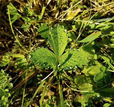 Close-up of textured green leaves  with water droplets balancing and soft natural lighting – photographed by wedding photographer Niko Coric – Lumen Clarity Media