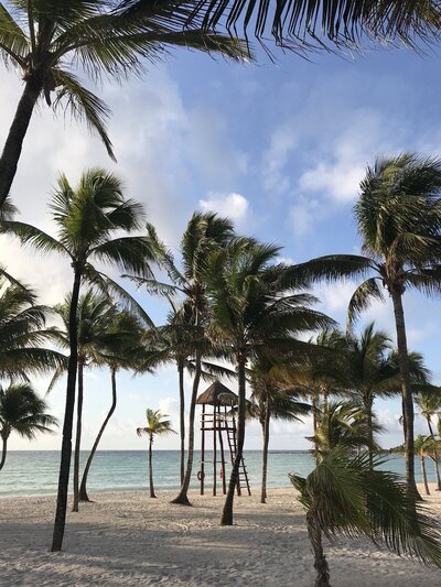 palm trees next to ocean