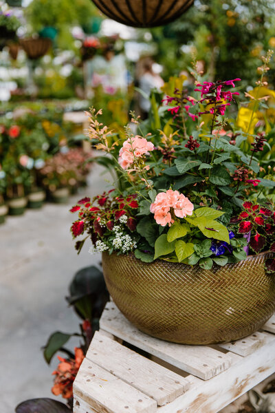 Pete's Greenhouse in Amarillo, Texas will provide you with expert information gleaned from decades of hard work and close observation. Not only are we known for growing the most vibrant blooms year after year, our customers come in seeking advice on how to maintain and grow their garden in our unique environment.
