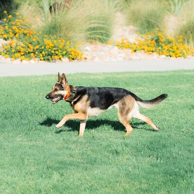 K&O Dog Training in Corona CA_0053