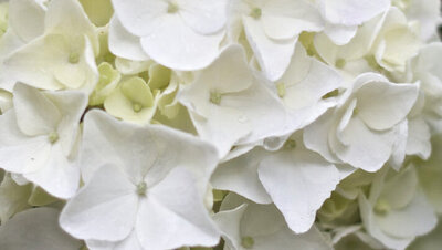 Floral photography closeup of small white flowers