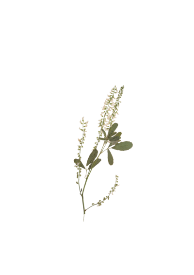 graphic of a small bunch of flowers and leaves