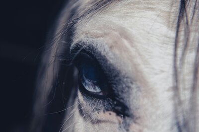 close up of a white horse's eye