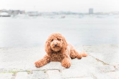Mini Goldendoodle with Boston skyline in background
