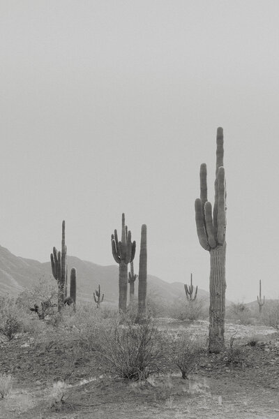 cactuses in the desert