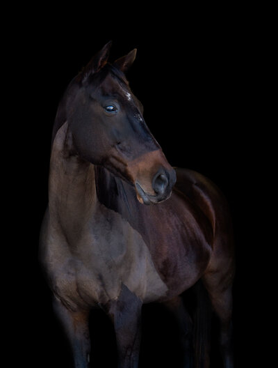 bay horse on a black background standing for a portrait