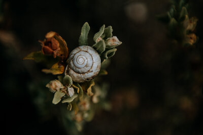 Snail in nature