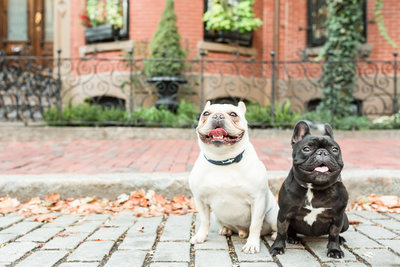 Two French Bulldogs sitting in South End