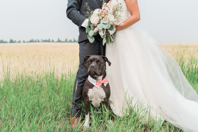 wedding couple with a dog in a open field