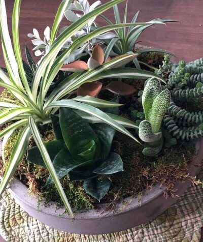 a custom plant arrangement by Helena's Gardening