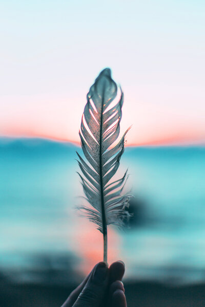 Feather in the sunset