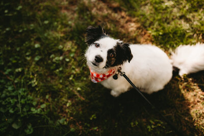A member of O & B Photo Co, a small dog named Raisin, wears a red and white checkered bandana.
