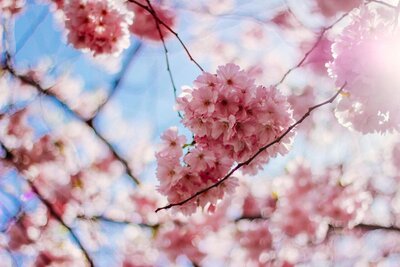 Close-up of pink cherry blossoms on tree branches against a bright blue sky with sunlight filtering through.