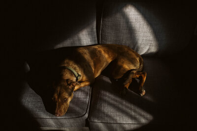 A brown dog cuddled and sleeping on  a sunbeam on the couch
