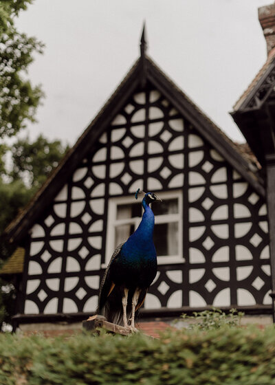Peacock in front of coffee house accomidation