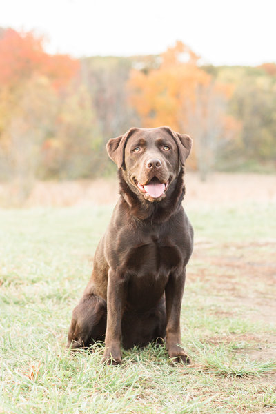 Chocolate Lab in a field