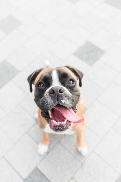 Boxer Dog with tongue hanging out