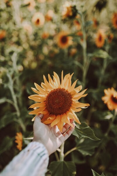 A woman's hand holding a sunflower