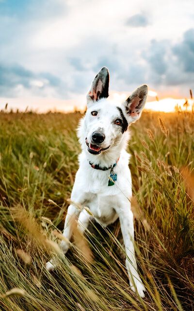 Blue Heeler sitting in a field of green grass and looking attentive