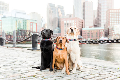 three dogs sitting in Boston Seaport
