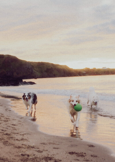 Three dogs walk along the shoreline at sunset, wet from the water and carrying a green ball as soft coastal light reflects across the sand.