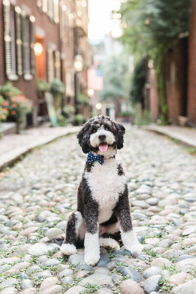 Berendoodle wearing a bow tie in beacon hill