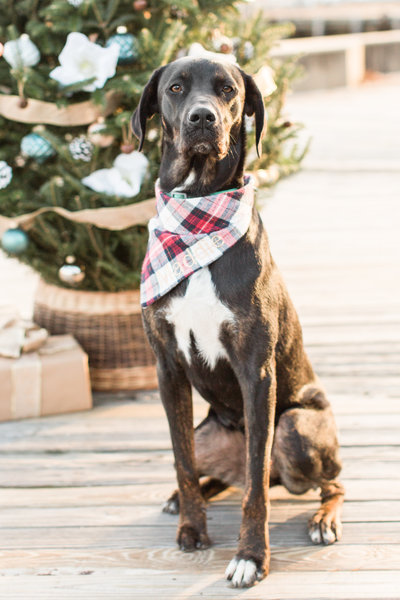 Rescue dog wearing a plaid scarf