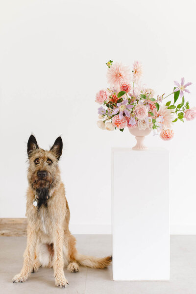 a belgian dog with a floral centerpiece