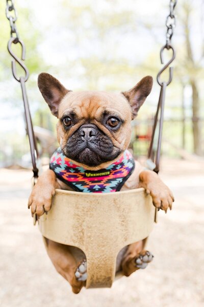 french bulldog sitting in a swing