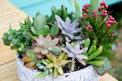succulent plants in a pot outside by a pool