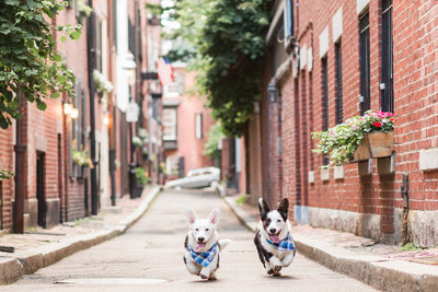 Two Corgis running in the streets of Beacon Hill