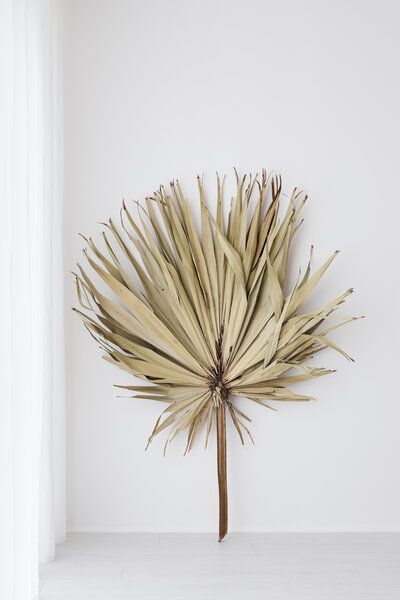 kaboompics_big-dried-palm-leaf-20941