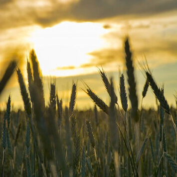 Wheat blowing in the sun