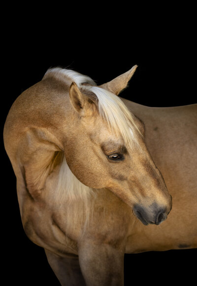 Equine portrait photographer located in Florida.