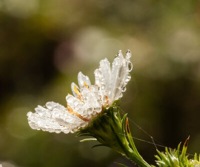 fall dew on white daisy MACRO