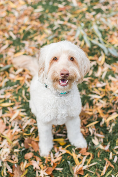 Labradoodle sitting in leaves